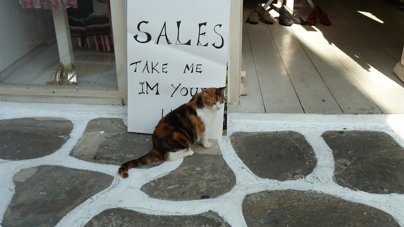 Mykonos cat 7.JPG